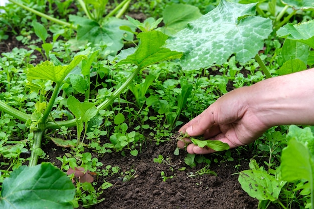 The gardener pulls out the weeds with his hand in the garden bed, where the squash with large green mottled leaves grow