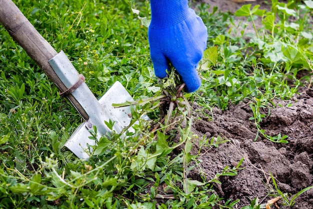 Gardener remove weeds on a flower bed