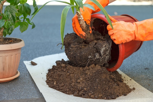 Photo the gardener replaces yuccas homemade flower in a pot