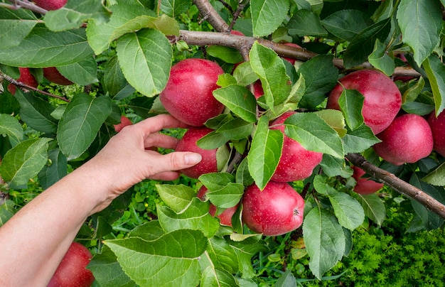 Gardener's hand picking green apple from tree Apple orchard harvest time Red ripe apples on apple tree Harvesting time