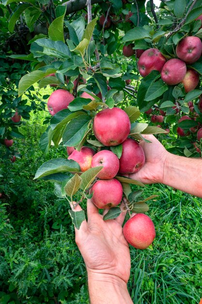 Foto le mani del giardiniere che raccolgono deliziose mele rosse dall'albero