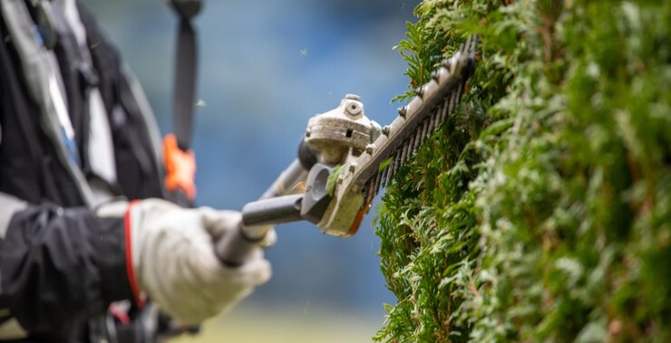 Gardener services Hedge cutting The blade of a gasoline trimmer trims a thuja bush closeup
