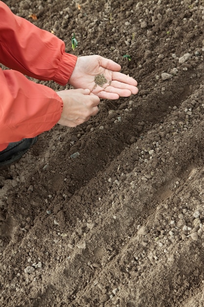 gardener  sows seeds in soil