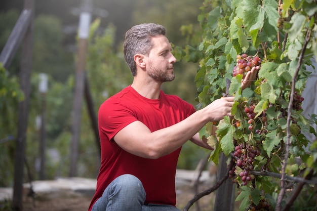 Gardener on summer grapes harvest grape harvest smiling farmer cut grapes in vineyard