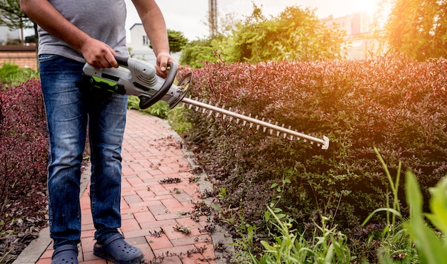 A gardener trimming shrub with hedge trimmer