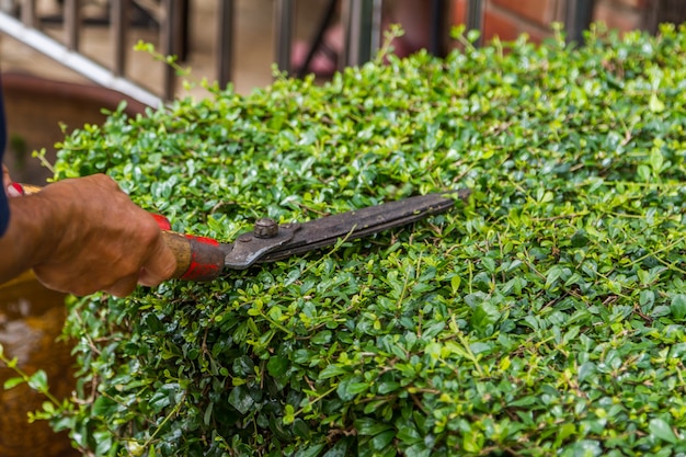 Gardener trimming the tree by Scissors