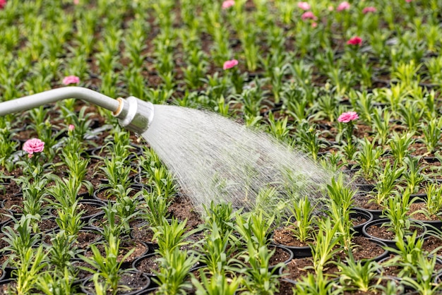 Gardener watering flower plants