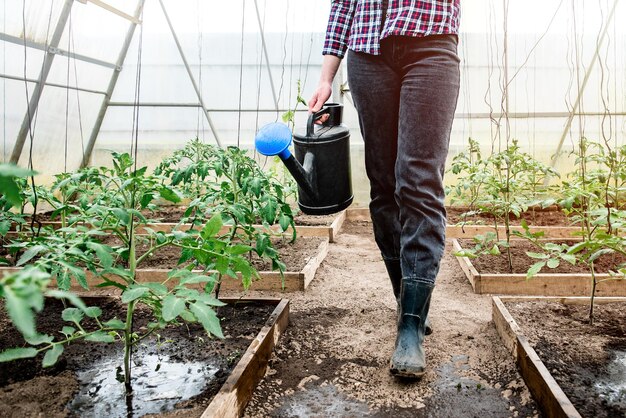 Gardener watering seedling tomatoes in greenhouse.