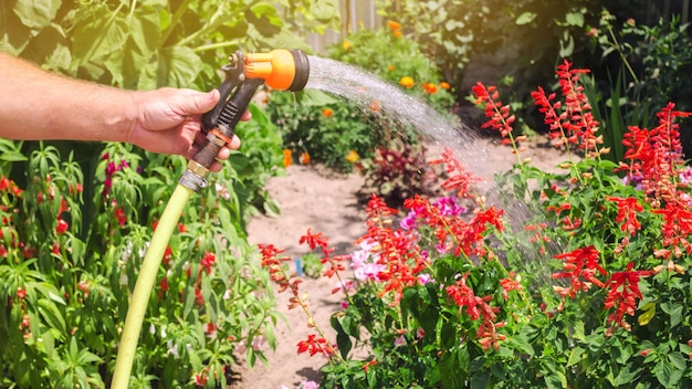 Photo a gardener with a watering hose and a sprayer water the flowers in the garden on a summer sunny day