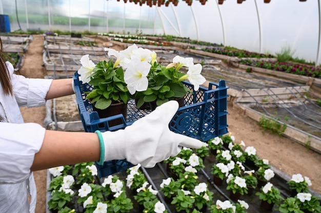 Photo gardener with white petunias close up a professional gardener is going to plant petunia