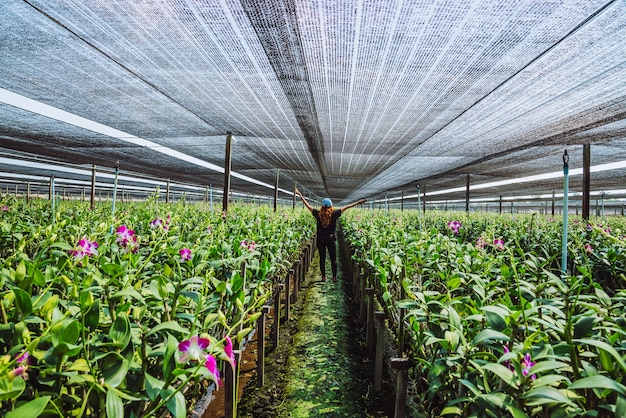 gardener woman asian. standing in an orchid garden.