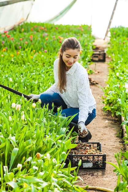 Gardener woman drops bulbs of tulips from the ground