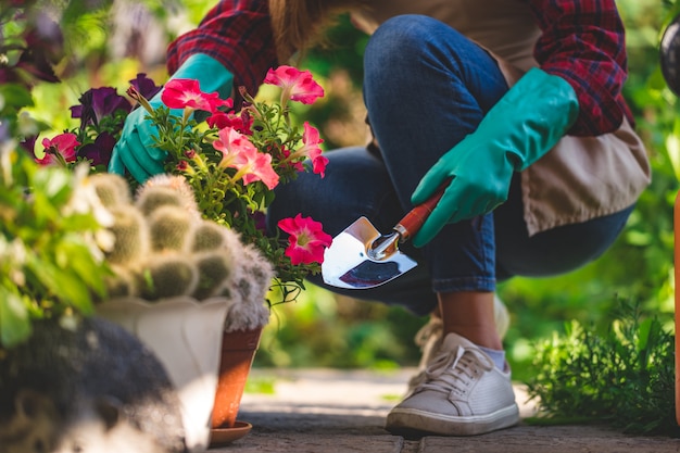 手袋の庭師女性はシャベルで家の庭の植木鉢にペチュニアの花を植えます。ガーデニングと花ori栽培。フラワーケア