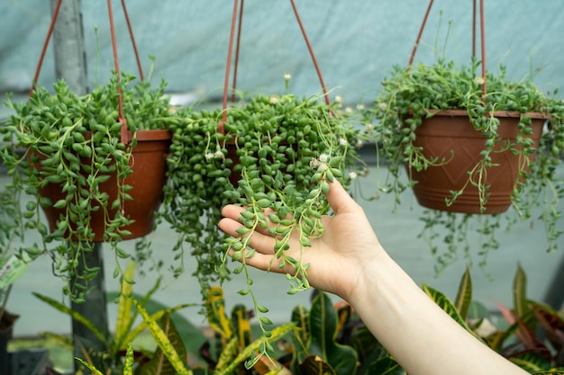 Gardener woman hand holding hanging senecio rowleyanus in greenhouse or nursery plant gardening