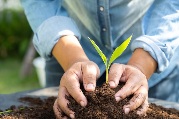 Gardener woman plant a tree with peat moss organic matter improve soil for agriculture organic plant growing ecology concept