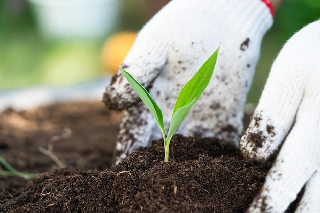 Gardener woman plant a tree with peat moss organic matter improve soil for agriculture organic plant growing ecology concept