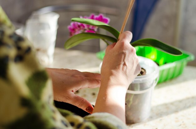 Gardener woman watering, transplants pink orchid, potted plant in cozy home in kitchen. Cultivation.