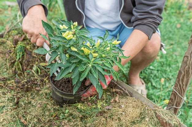 Gardener in work clothes planting seedlings of pepper in garden