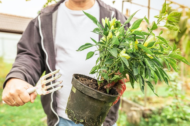 Gardener in work clothes planting seedlings of pepper in garden