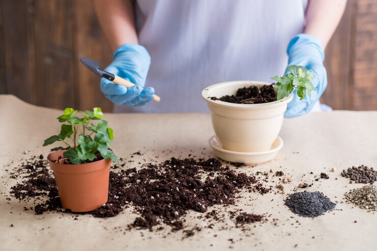 직장에서 정원사. 실내 원예 취미. 고무 장갑에 여자는 삽을 replanting에 종사.