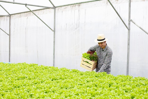 Садовники собирают органические овощи, собранные с овощной фермы Hydroponics, складывают в деревянную корзину, которую он несет с улыбкой.