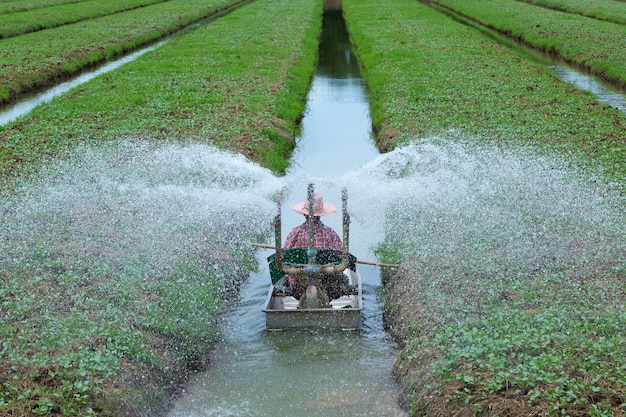 Gardeners are watering in the vegetable field.