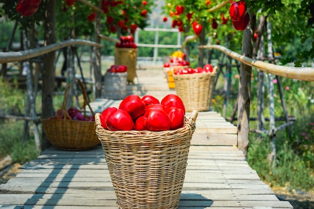 Gardeners concept of fruit of the apple orchard