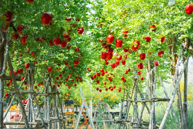 Gardeners concept of fruit of the apple orchard