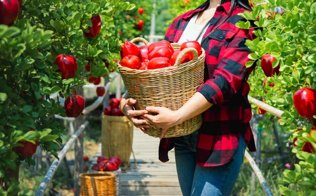 Photo gardeners concept of fruit of the apple orchard