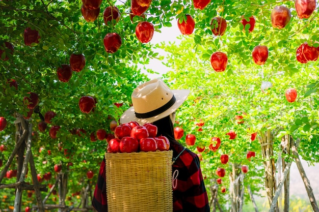 Gardeners concept of fruit of the apple orchard