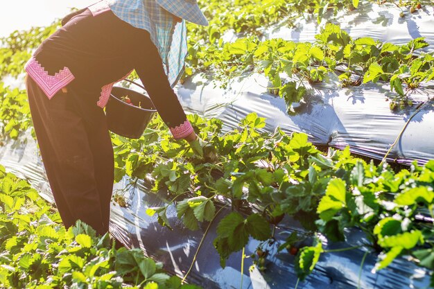 Gardeners in a field.