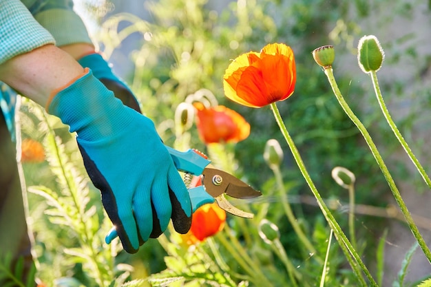 Gardeners hands in gardening gloves with pruner caring for red poppies flowers in flower bed