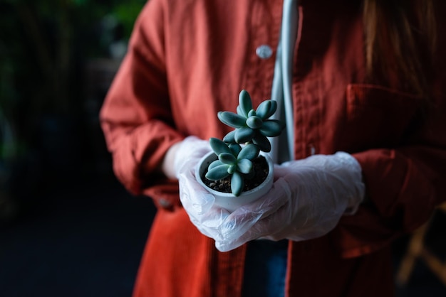 Photo gardeners hands holding succulent in a small pot