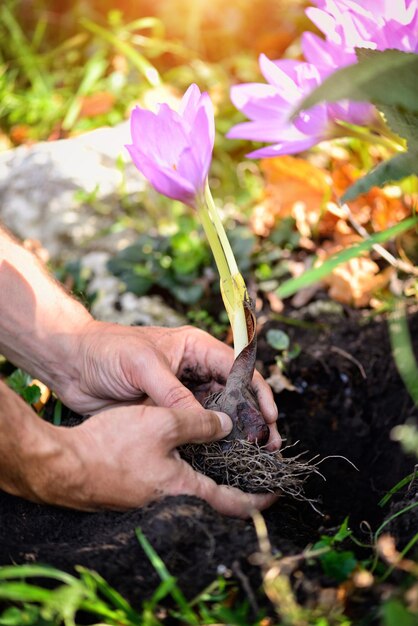 Gardeners Hands Planting Flowers Colchicum Autumnale In A Garden