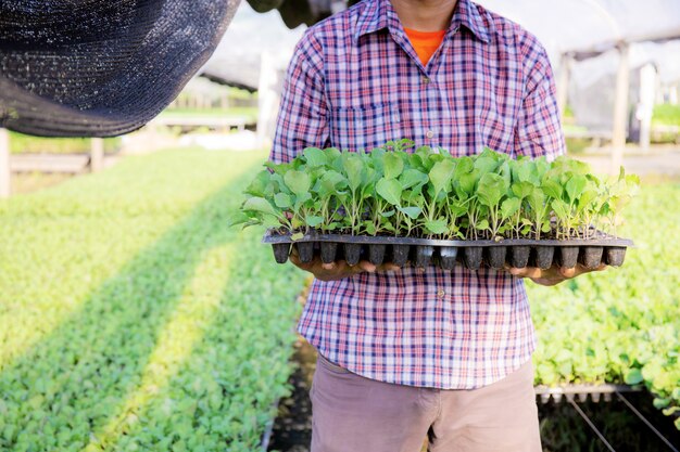 Gardeners hold organic vegetable trays with sunlight.