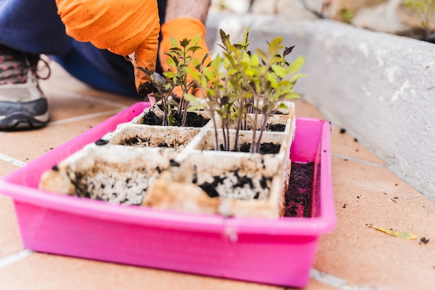 Gardeners men hands planting tomato seedlings backyard in garden