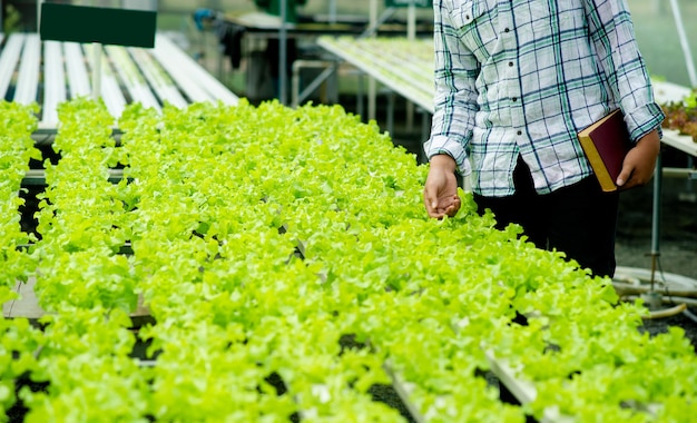 Садовники и органический салат на участке концепция здорового питания органические продукты питания выращивают овощи, чтобы есть дома Органический овощной участок для здоровья, зеленые овощи