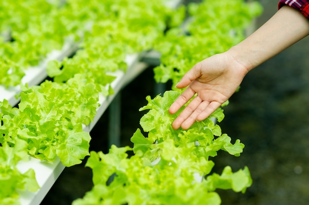 Gardeners and organic lettuce in the plot healthy eating concept organic food grow vegetables to eat at home Organic vegetable plot for health, green vegetables