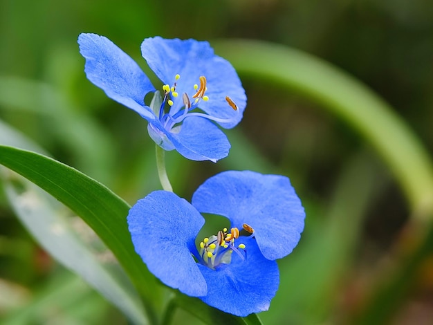 gardenflowergardenerflower garden