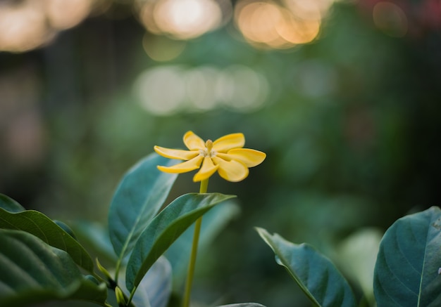 クチナシの花