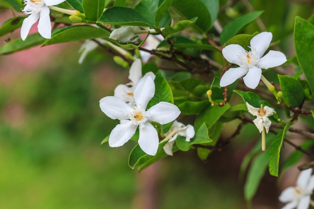 Gardenia flower