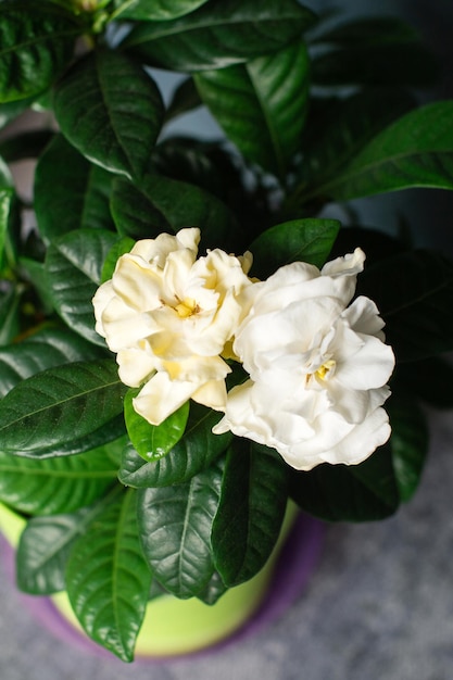 The gardenia jasmine flower has blossomed