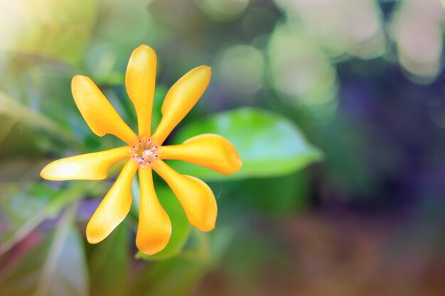 Gardenia jasminoides yellow