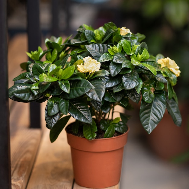 Gardenia plant in een pot met bloem