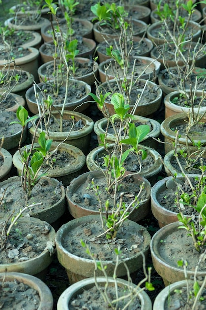 ポットで育つクチナシの植物