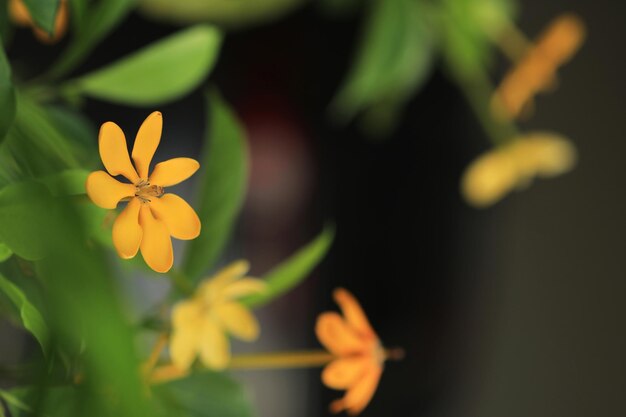 Gardenia sootepensis gele bloem in de tuin