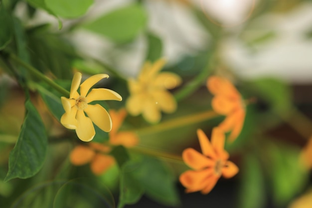 Gardenia sootepensis gele bloem in de tuin