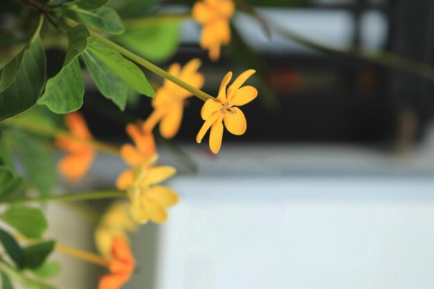 Photo gardenia sootepensis yellow flower in the garden