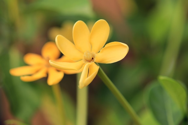 Фото gardenia sootepensis желтый цветок в саду