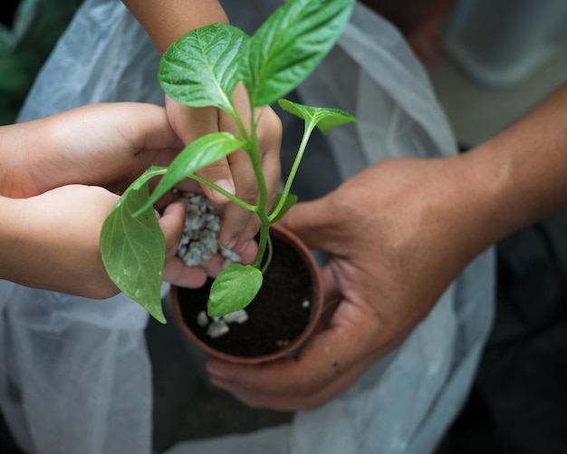 Photo gardening activity at home family activity growing plants